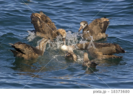 Group of Black-footed Albatross 18373680