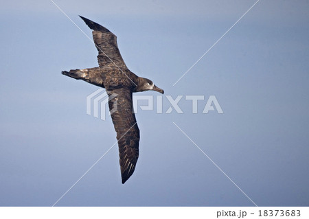 Black-footed Albatross glides over sea 18373683