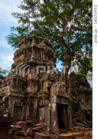 Tree on stone temple Ta Prohm 18373953