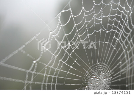 The spider web The spider web 18374151