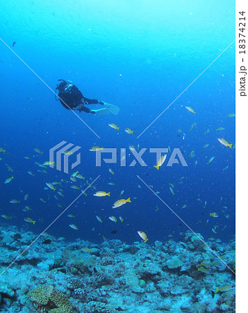 パラオの海に群れるヨスジフエダイとダイバー 18374214