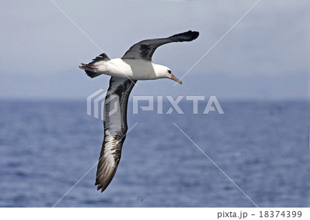 The Laysan Albatross flying over the waves 18374399