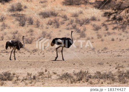 Ostrich Struthio camelus, in Kgalagadi 18374427