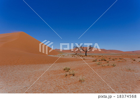 Dune 45 in sossusvlei Namibia with dead tree 18374568