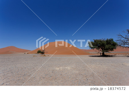 Dune 45 in sossusvlei Namibia with dead tree 18374572