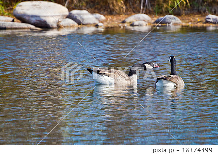 Canadian Goose Honking at Companion 18374899