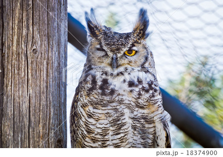 Great Horned Owl Winking 18374900