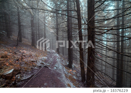 Autumn day into the forest 18376229