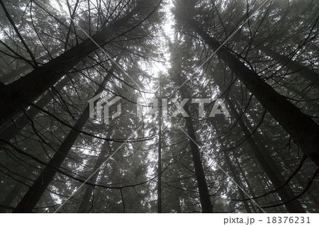 Autumn day into the forest Autumn day into the forest 18376231