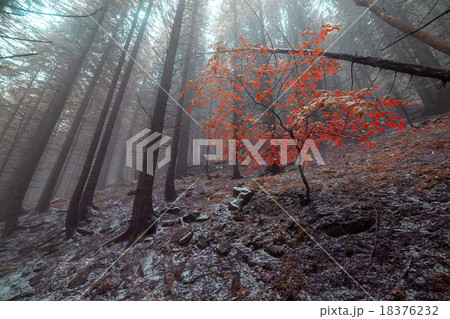 Autumn day into the forest 18376232