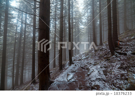 Autumn day into the forest 18376233