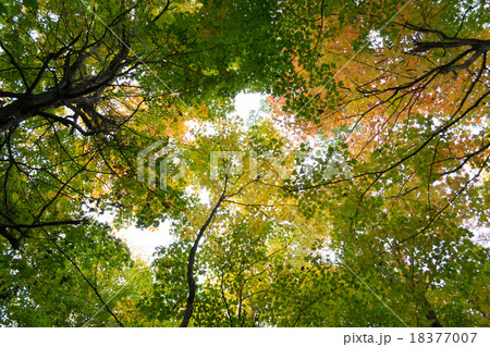Tree tops during the fall Tree tops during the fall 18377007