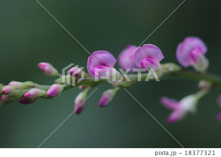 ヌスビトハギ 18377321