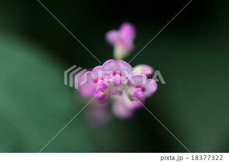 ヌスビトハギ 18377322