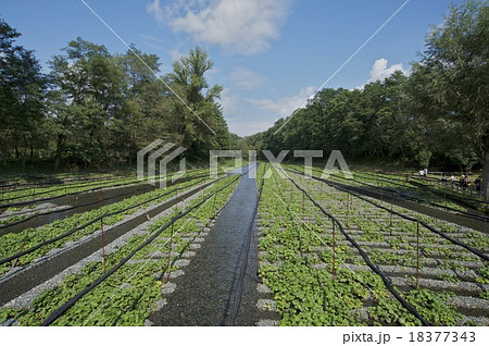 わさび田 18377343