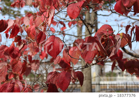 紅葉 18377376