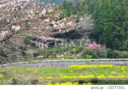 里山の春１　 18377381
