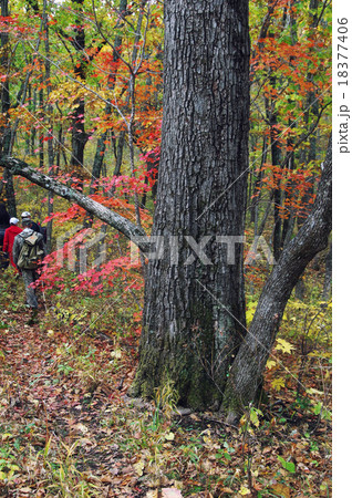 Big autumn oak 18377406