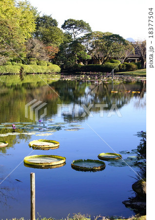 オオオニバスの池(海地獄) オオオニバスの池(海地獄) 18377504