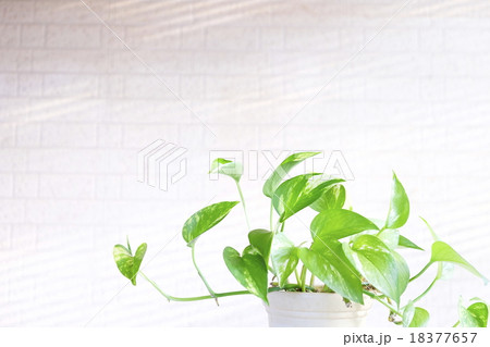 木漏れ日の中のポトス 木漏れ日の中のポトス 18377657