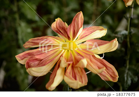 一文字菊 18377675