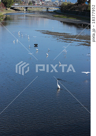 京都 鴨川の風景 京都 鴨川の風景 18377952