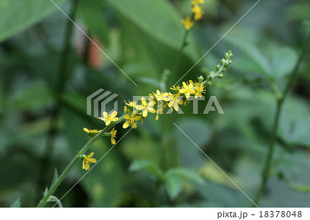 キンミズヒキ 18378048