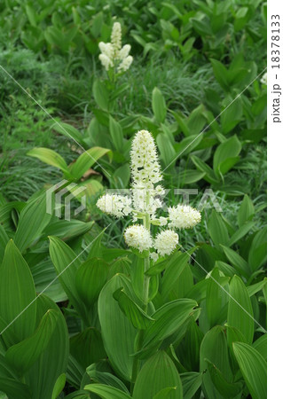 コバイケイソウの花 コバイケイソウの花 18378133