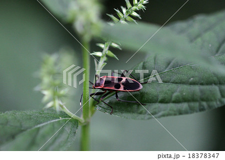 ヒメホシカメムシ 18378347