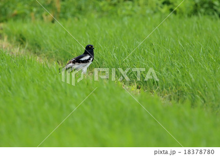 マダラチュウヒ マダラチュウヒ 18378780