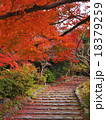 円山公園の紅葉 18379259