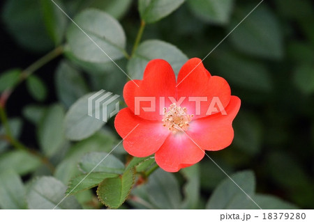 ミニバラ 18379280