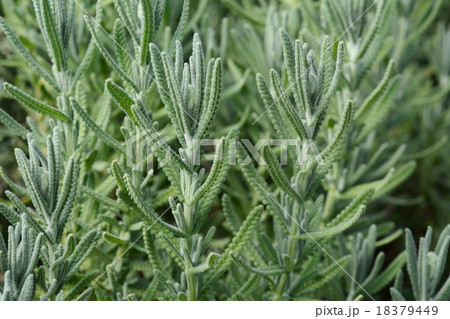 ラベンダー・デンタータ 18379449