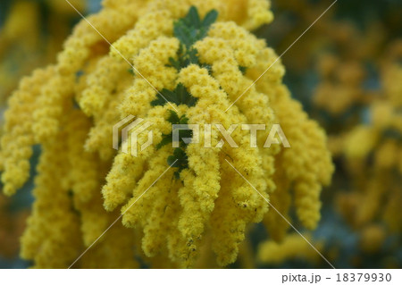 銀葉アカシア　別名ミモザ 18379930