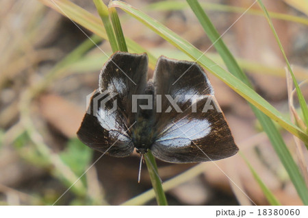 ウラギンシジミ 18380060