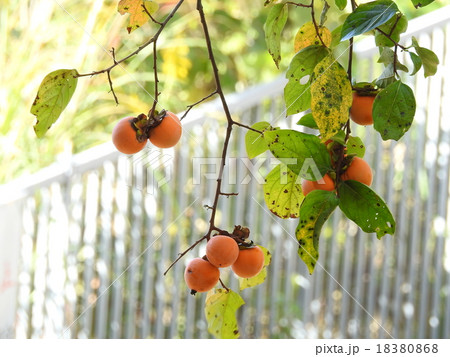 柿の木　（果実） 18380868