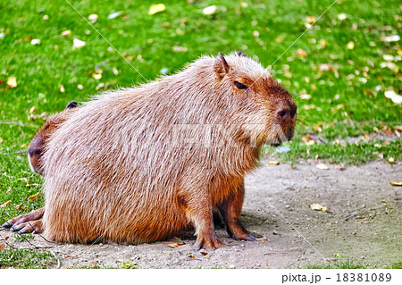 Cute pig water( capybara) Cute pig water( capybara) 18381089