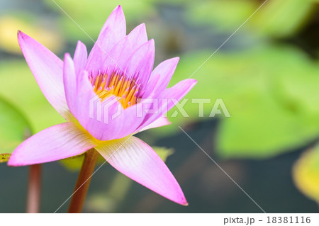 lotus lotus 18381116