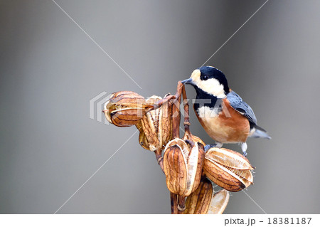 ヤマガラ ヤマガラ 18381187