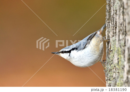 ゴジュウカラ ゴジュウカラ 18381190