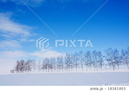 冬晴れの空とシラカバ並木 18381803