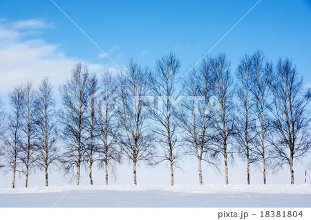 冬晴れの空とシラカバ並木 冬晴れの空とシラカバ並木 18381804