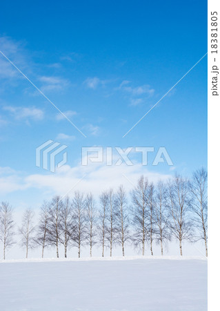 冬晴れの空とシラカバ並木 18381805