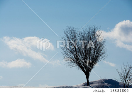 冬空とハートの木 冬空とハートの木 18381806