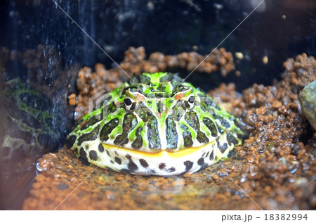 ベルツノガエル 18382994