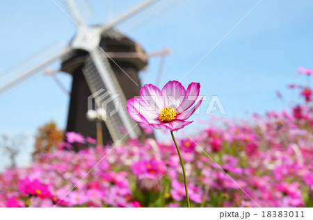 コスモス 18383011