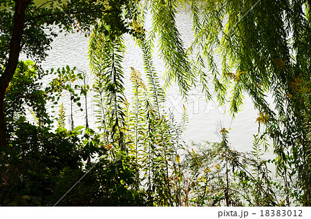 水辺の風景 18383012