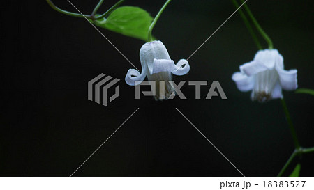 タカネハンショウヅル 2輪の白花 アップ タカネハンショウヅル 2輪の白花 アップ 18383527