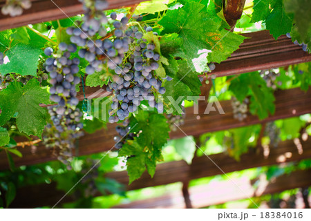 Grapes in vineyard. Black grapes and vine leaves.  18384016