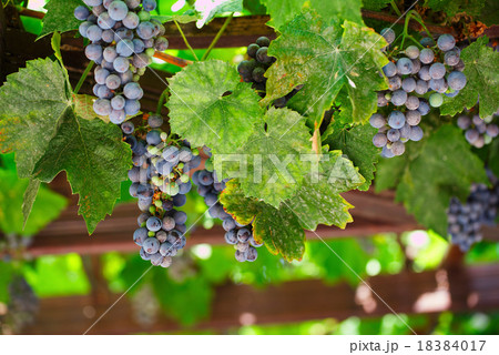 Grapes in vineyard. Black grapes and vine leaves.  18384017